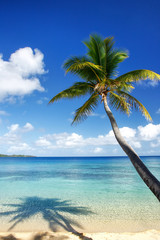 Sandy beach and leaning palm tree on Drawaqa Island, Yasawa Islands, Fiji
