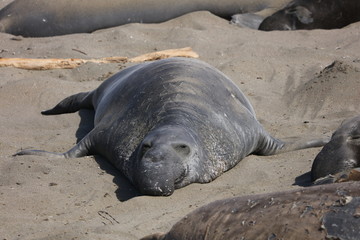 Elephant seal