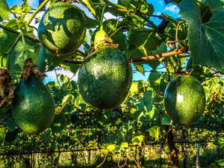 Passion fruit field, in Petrolina, Brazil, with selective focus