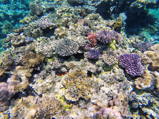 Plakat Coral reef off the coast of Gee island in Ouvea lagoon, Loyalty Islands, New Caledonia