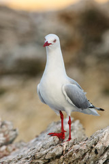 Red-billed gull on the coast of Kaikoura peninsula, South Island, New Zealand