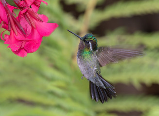 Purple-throated mountaingem (Lampornis calolaema), Costa Rica