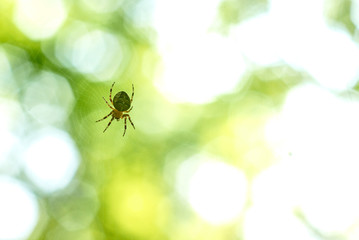 the spider is hanging on the web to glow reflecting the sun's rays.