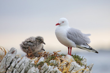 Red-billed gull with small chicks