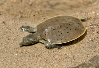 Hatchling Spiny softshell turtle (Apalone spinifera) floating above  sand creek bottom, Ledges State Park, Iowa...