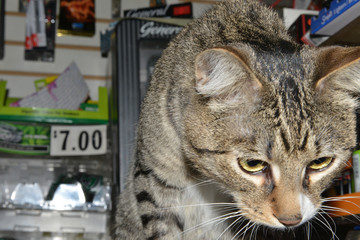 La Lou at the Bodega