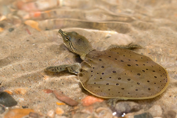 Spiny soft-shelled turtle (Apalone spinifera) swimming over sand bottom of a small creek, Ledges State Park, Iowa, USA