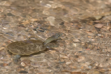 Spiny soft-shelled turtle (Apalone spinifera) swimming at Peas creek, Ledges State Park, Iowa, USA
