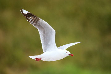 Red-billed gull in flight