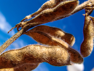 soybean plant on field with selective focus in Brazil
