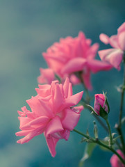 Pink roses with opened buds grow in the garden on a blue background