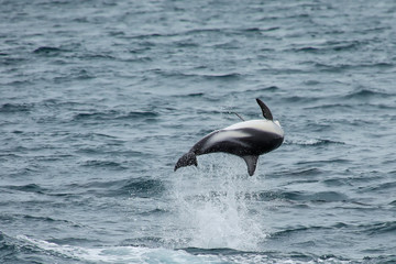Dusky dolphin leaing out of the water