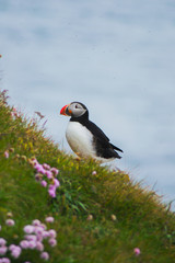 Cute Atlantic puffin wild sea bird on Latrabjarg cliff in Iceland. Close up side view, blue ocean water on background and pink blooming flowers in grass on foreground.