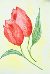 Two flower buds of red tulips on white background. Watercolor painting.
