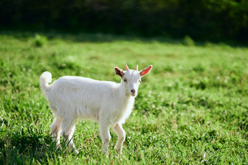 Fototapeta premium goat on a meadow