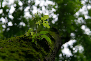 young sprig on an old mossy trunk