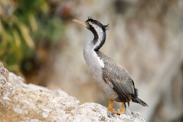 Spotted shag at Taiaroa Head, Otago Peninsula, New Zealand