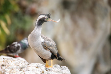 Spotted shag at Taiaroa Head, Otago Peninsula, New Zealand