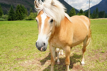 Obraz premium palomino horse. Avelignese. The Haflinger, a breed of horse developed in the South Tyrol region. portrait haflinger horse
