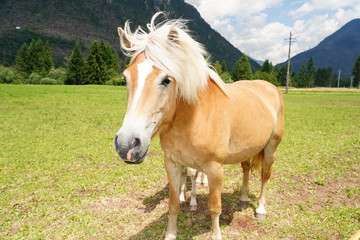 palomino horse. Avelignese. The Haflinger, a breed of horse developed in the South Tyrol region. portrait haflinger horse