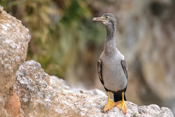 Spotted shag at Taiaroa Head, Otago Peninsula, New Zealand