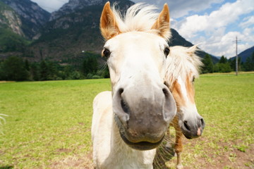 Fototapeta premium palomino horse. Avelignese. The Haflinger, a breed of horse developed in the South Tyrol region. portrait haflinger horse