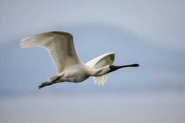 Royal spoonbill in flight, Taiaroa Head, Otago Peninsula, New Zealand.