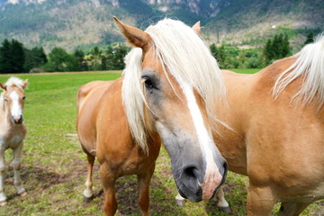 Obraz premium palomino horse. Avelignese. The Haflinger, a breed of horse deve