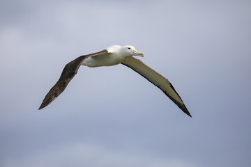 Northern royal albatross in flight, Taiaroa Head, Otago Peninsula, New Zealand
