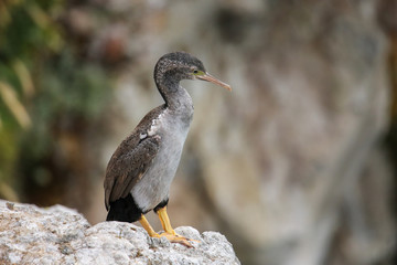 Spotted shag at Taiaroa Head, Otago Peninsula, New Zealand