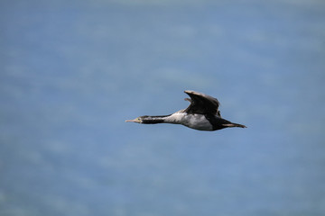 Spotted shag in flight, Taiaroa Head, Otago Peninsula, New Zealand