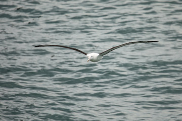 Northern royal albatross in flight, Taiaroa Head, Otago Peninsula, New Zealand