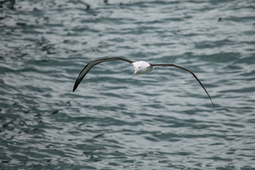 Fototapeta na wymiar Northern royal albatross in flight, Taiaroa Head, Otago Peninsula, New Zealand