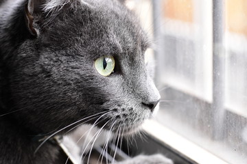 Cat close up next to window