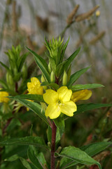 Fototapeta premium Rotstängelige Nachtkerze - Oenothera rubricaulis