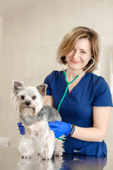 Young smiling professional veterinarian woman exam dog breed yorkshire terrier using stethoscope