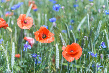 Flower poppy and corn flowers on a field.Flowering  background . Nature.