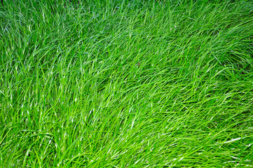 juicy green grass close-up, in the background lawn mower and trimmed lawn.