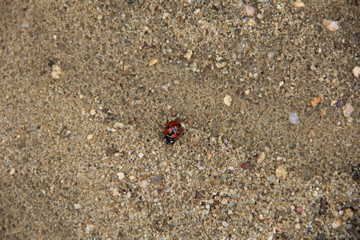 砂地の上を歩くナナホシテントウ(広島県)
