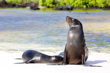 Fototapeta premium Galapagos sea lions on the beach at Gardner Bay, Espanola Island, Galapagos National park, Ecuador.