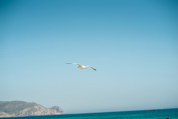 Single seagull flying, blue sky in background