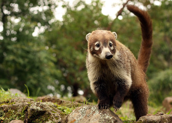 Coati Tejón Cusumbo Cusumbosolo cuchucho, guache mípalo, pizote animal salvaje silvestre naturaleza tierno