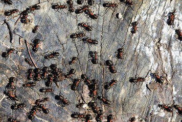 a swarm of ants