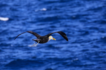 Waved albatross in flight on Espanola Island, Galapagos National park, Ecuador