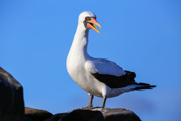 Nazca booby on Espanola Island, Galapagos National park, Ecuador.