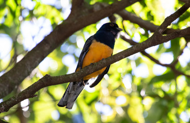 bird singing on a branch