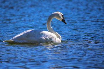 Obraz premium Trumpeter swan in Yellowstone National Park, Wyoming