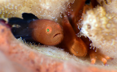 Amazing underwater world - Warthead Coralgoby - Paragobiodon modestus.  Panda goby. Diving, macro photography. Tulamben, Bali, Indonesia.