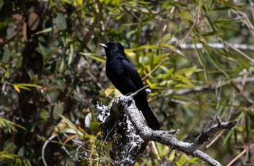 Blackbird on a branch