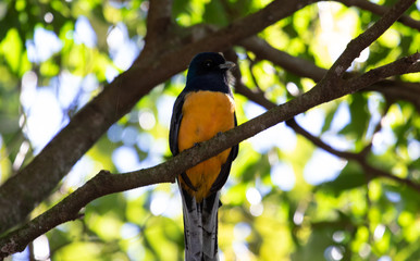 Tropical colorful bird on a branch